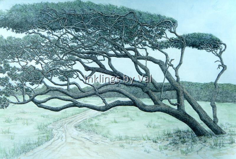 Oak Island Tree.jpg - 16in x 12in matted & framed:$650USD : \I took numerous pictures of the trees at the Oak Island Golf Course and found this most interesting. It amazes me that these trees can remain standing through wind and driving rain.